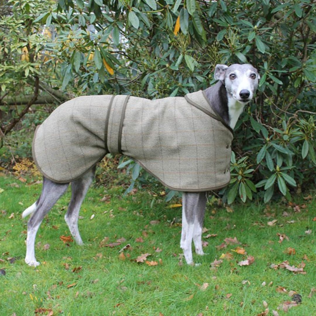 Greyhound and Whippet Coats