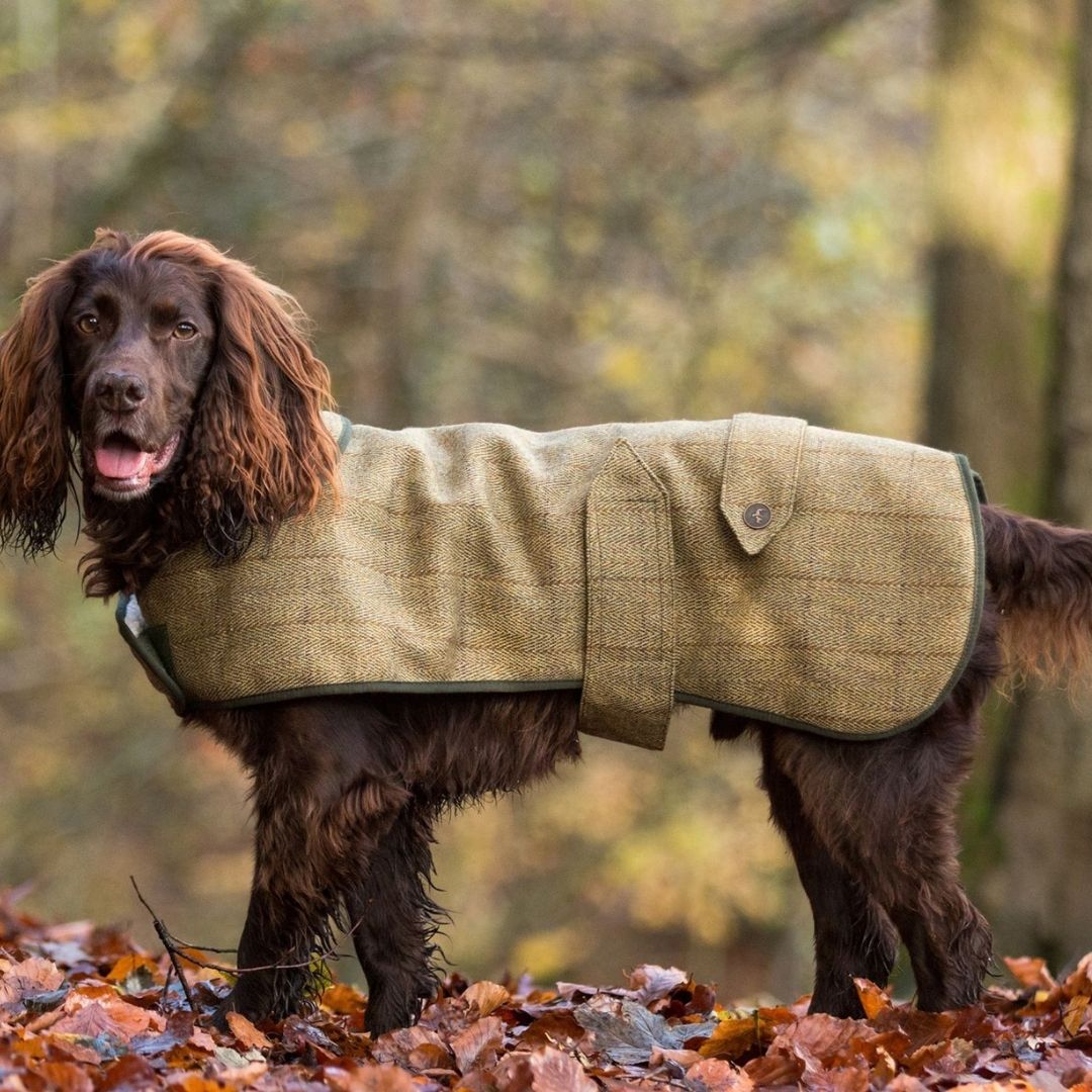 Luxury Dog Coats