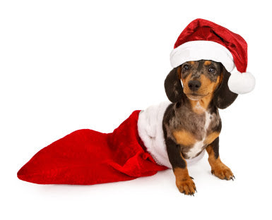 Stocking Fillers for your dog