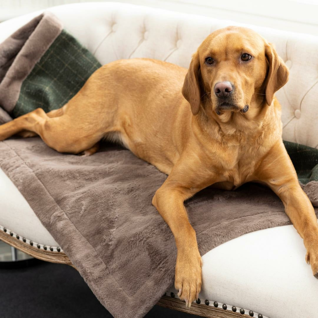 Luxury Dog Blankets