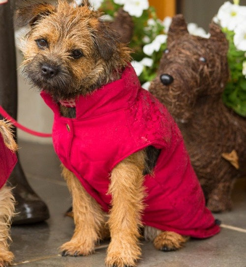 luxury puppy coats