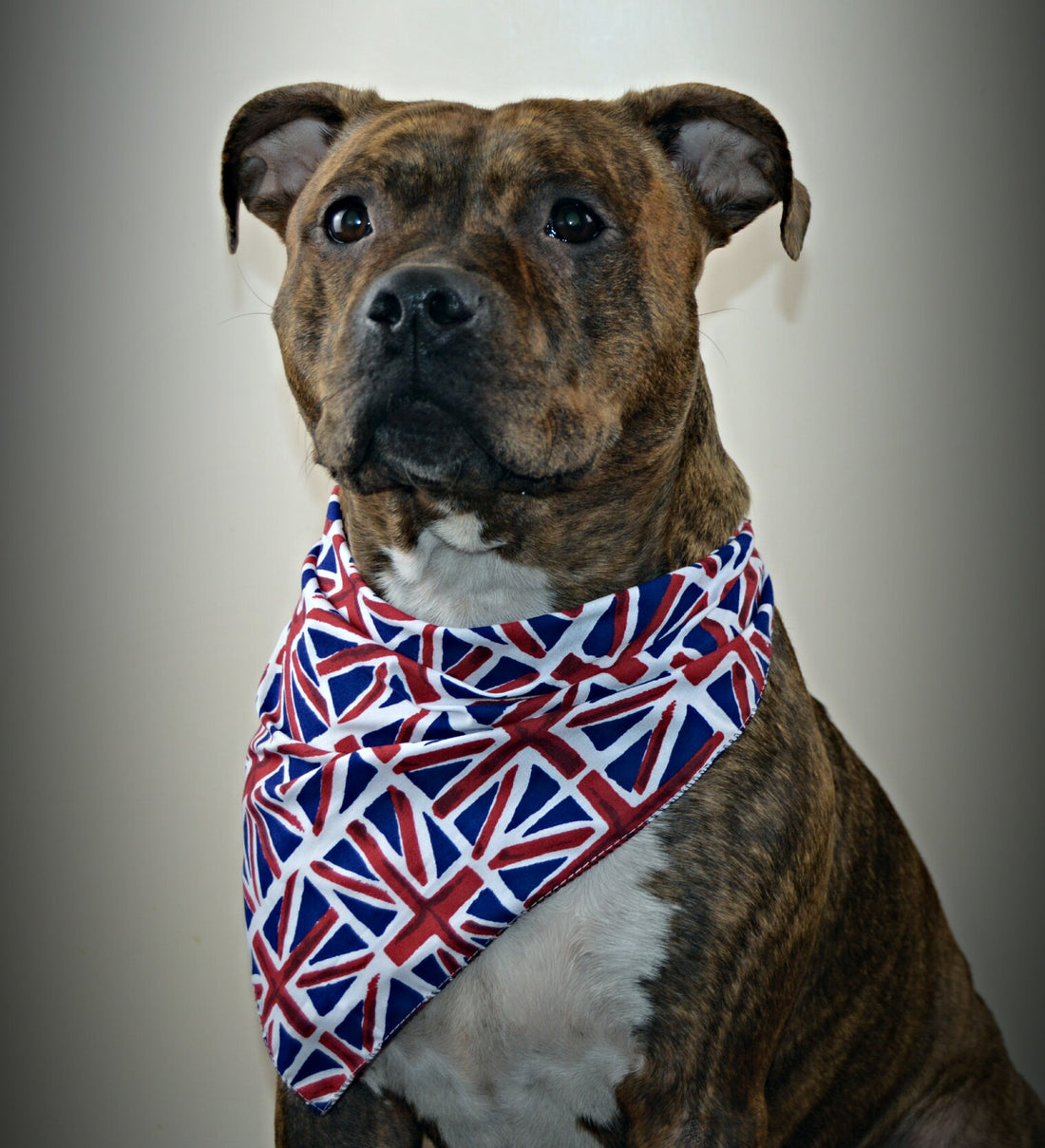 Union Jack British Dog Accessories at Chelsea Dogs