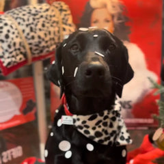 Creature Clothes Slip On Bandana Dalmatian Faux Fur