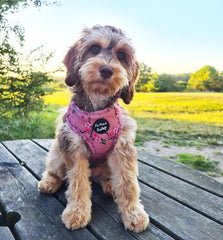 Cherry Blossom Dog Harness | Pet Pooch Boutique
