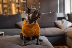 Wooldog Supreme 100% Merino Wool Tangerine Dream Dog Jumper