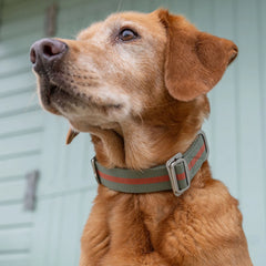 All-Terrain Canvas Dog Collar - Khaki / Chestnut