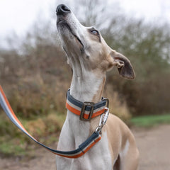 All-Terrain Canvas Dog Lead - Navy / Amber