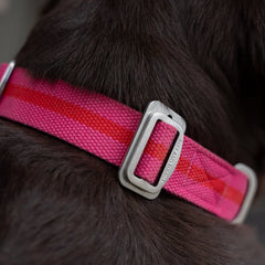 All-Terrain Canvas Dog Collar - Fuchsia / Scarlett