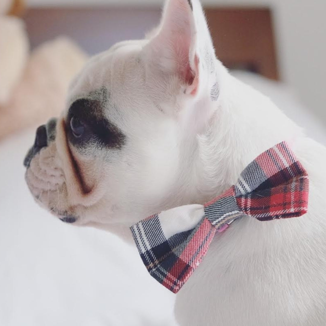 Alfies Red & White Plaid Bow Tie Detachable Dog Collar Accessory