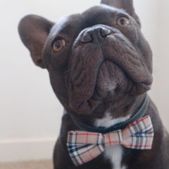Barkberry Plaid Tartan Bow Tie Detachable Dog Collar Accessory