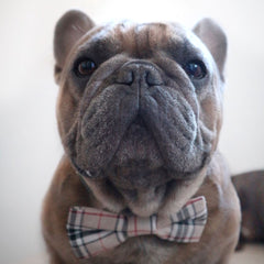 Barkberry Plaid Tartan Bow Tie Detachable Dog Collar Accessory