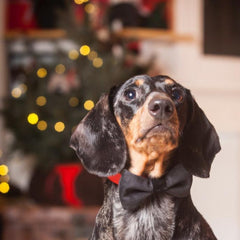 Black Velvet Dog Bow Tie