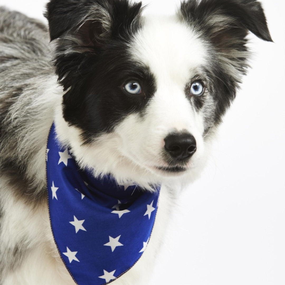 Blue Star Dog Bandana