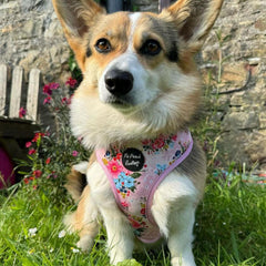 Cottage Floral Dog Harness