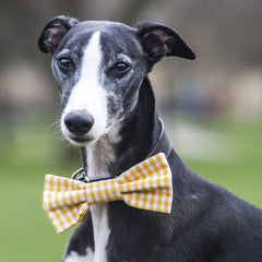 Yellow Gingham Dog Bow Tie