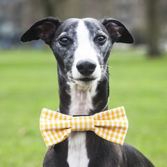 Yellow Gingham Dog Bow Tie