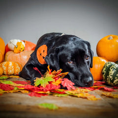 Creature Clothes Slip On Bandana Halloween Pumpkin