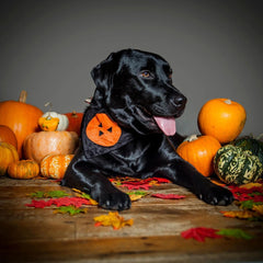 Creature Clothes Slip On Bandana Halloween Pumpkin