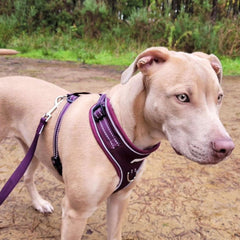 Doodlebone Adjustable Airmesh Dog Harness - Burgundy