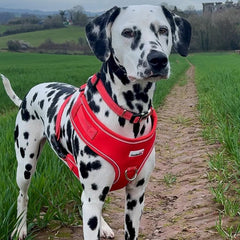 Doodlebone Adjustable Airmesh Dog Harness - Coral