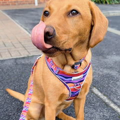 Doodlebone Adjustable Airmesh Dog Harness - Dunes