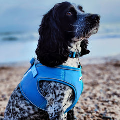 Doodlebone Snappy Dog Harness - Aqua Blue