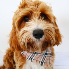 Frayed Barkberry Plaid Dog Bandana by Scamps