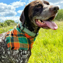 Frayed Squirrel Chaser Dog Bandana by Scamps
