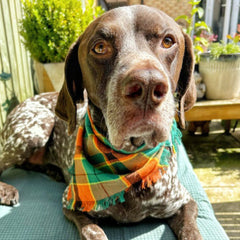 Frayed Squirrel Chaser Dog Bandana by Scamps