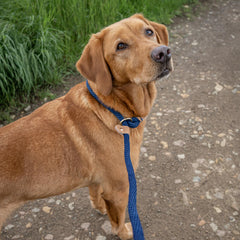 French Navy Rope Dog Leads by Ruff And Tumble