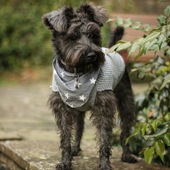 Grey Star Dog Bandana