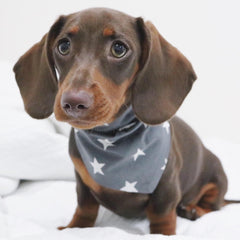 Grey Star Dog Bandana