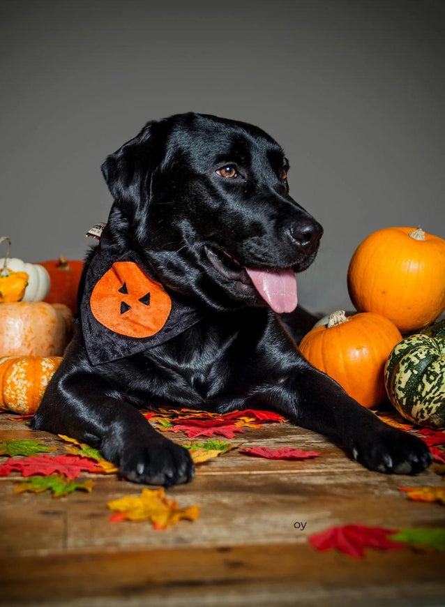 halloween dog accessories