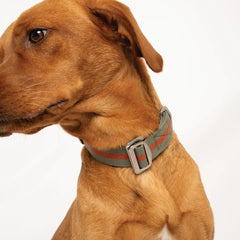 All-Terrain Canvas Dog Collar - Khaki / Chestnut