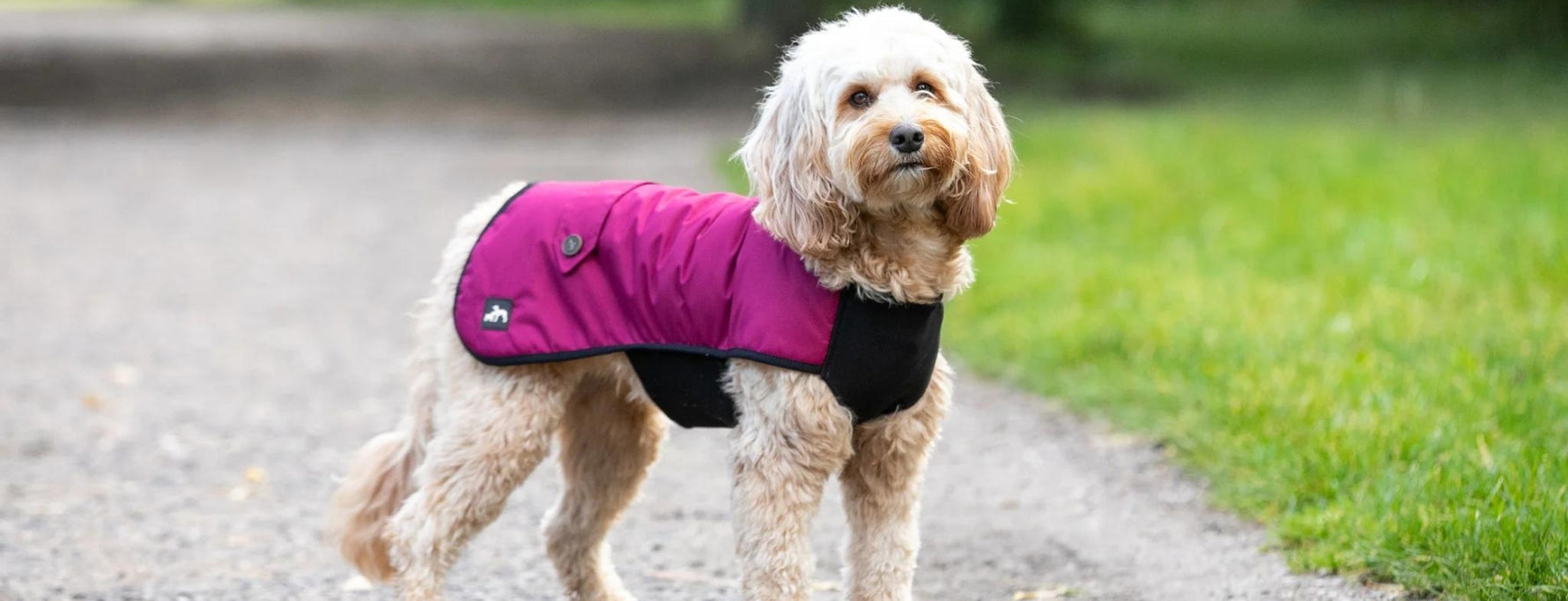 Luxury Dog Beds Designer Dog Collars, Leads & Accessories UK