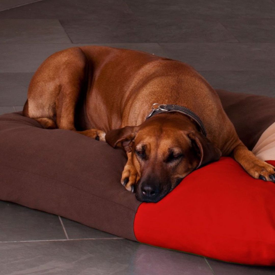 Luxury Divan Quattro Orthopedic Dog Bed