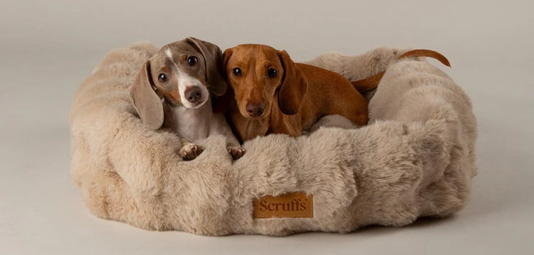 Cosy Luxury Dog Beds