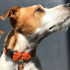 Marmaduke Zingy Orange Velvet Lined Harris Tweed Designer Dog Collar