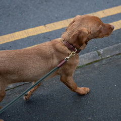 Morston Padded Leather Dog Collar - Olive