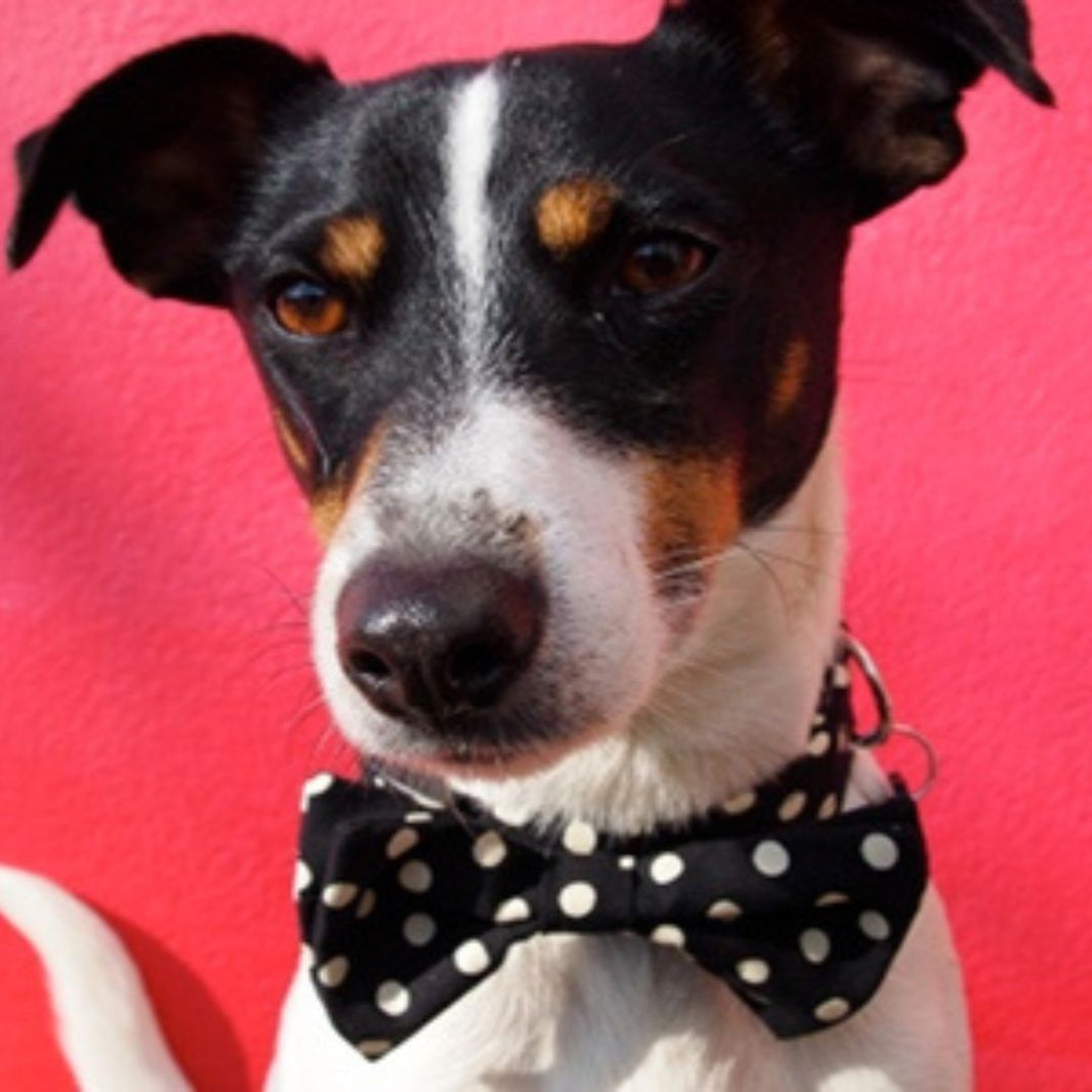 Elegant Little Tail Dog Collar With Bow Tie - Dill Pickles Print For Small Dogs