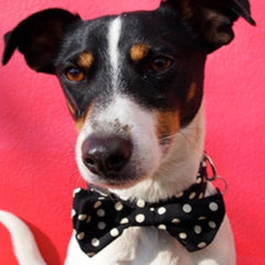 Mr Phillips Bow Tie Designer Dog Collar
