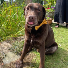 Mustard Velvet Dog Bow Tie