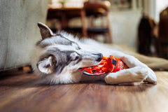 P.L.A.Y International Classic Slurp It Up Noodles Dog Toy