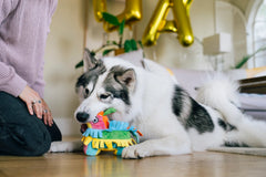 P.L.A.Y Party Animal Fiesta Fetch Pinata Dog Toy
