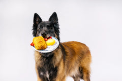 IHOP x P.L.A.Y. Eggcellent Play Platter Dog Toy