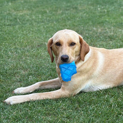 Pet Cooling Ice Lolly Toy