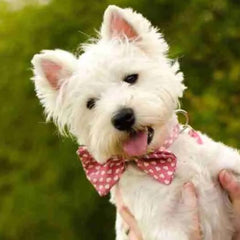 Pretty In Pink Bow Wow Wow Bow Tie Designer Dog Collar