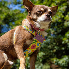 Psychedelic Garden Dog Harness by Hiro and Wolf
