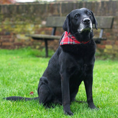 Creature Clothes Slip On Bandana Red Tartan
