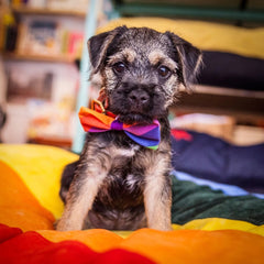 Rainbow Stripe Dog Bow Tie